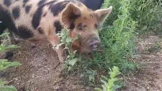 🐷Adorable Piggies Explore Organic Orchard🐷🌳 #shortsanimals #new #kunekune #pigs