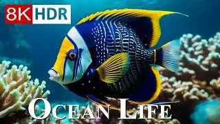 OCEAN LIFE 8K HDR – 8K Coral Reefs and Ocean Animals
