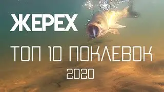 Жерех ТОП 10 поклевок на спиннинг 2020