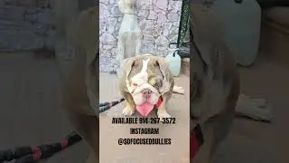 INSTAGRAM @sofofocusedbullies