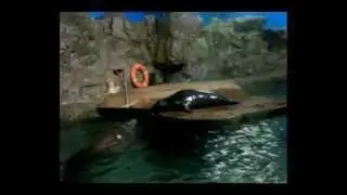Забавные тюлени.amusing animals
