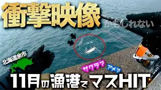 【奇跡？】11月の漁港でサクラマス？アメマス？がHIT！【余市】