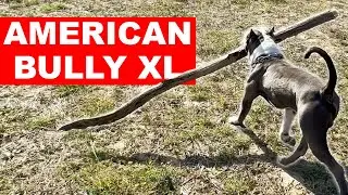 🐕 AMERICAN BULLY XL - UNO KENNEL 🐕