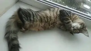 Кошечка Мейн кун Равенна, ласкушка с тяжелым взглядом