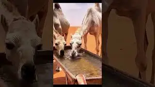 Caring for the weak