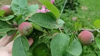КАК Я ЖИВУ  МОЯ НЕ МАЛЕНЬКАЯ УСАДЬБА