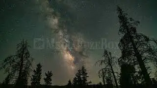 8K Stock Video - Trees silhouetted against the night sky during timelapse of the milky way