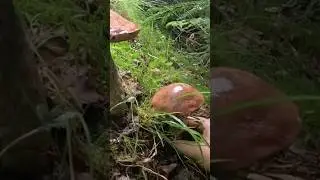 V lese! #houby #hriby #forest #boletus