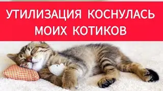 УТИЛИЗАЦИЯ остатков ткани для кошачьего уюта! ЛЕЖАНКА своими руками! DIY! Patchwork cot for kittens!