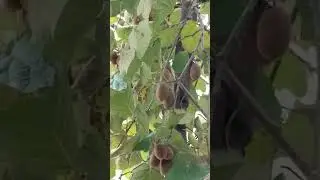КИВИ НА ПАЛЬМЕ 