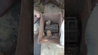 (Мясорубка) для кедровых шишек