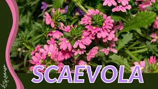 Learn EVERYTHING about SCAEVOLA in 1 Minute! 