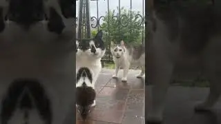 Мурка и Малыш ❤️ 