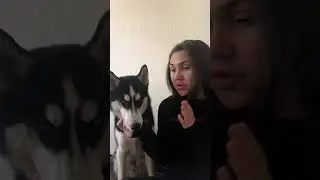 Что слышит собака? Собака не понимает слов) разговор с хаски