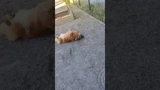 Хитропопая гимнастка Рита