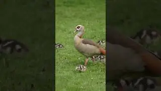 Adorable Duck Family: Watch Mama Duck and Her Ducklings in Action #duck #duckling #birds #family