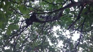 Кошка сикается от страха