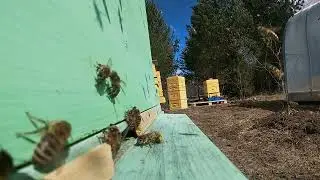 Апрель 2022 первая пыльца