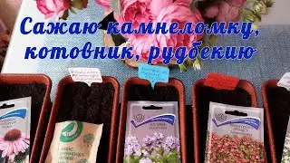 Посев семян. Камнеломка Арендса, котовник, рудбекия. Взошла гвоздика Травянка