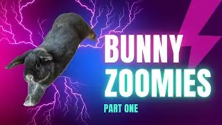Bunny ZOOMIES Compilation! The Real Life Energizer Bunny!