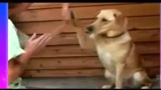 Смешные животные7