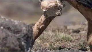 SAKALLI AKBABA (Kemik krma ustası)