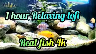 1 Hour Relaxing Aesthetic Lo Fi  4k Real Aquarium Background | NO COPYRIGHT Music