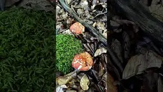 PRIMERAS SETAS DE SEPTIEMBRE, EL MONTE COMIENZA A COBRAR VIDA, ESPERANDO🍄‍🟫🍄 #setas #boletus