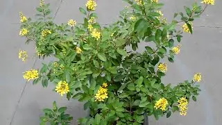 Triális (Galphimia brasiliensis)