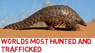 World’s Most Hunted and Endangered 
