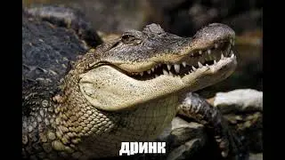 дринк