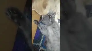 С таким другом спать уложить и мамки не надо