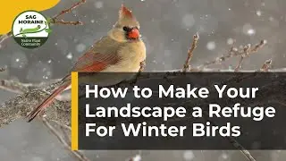 How to Make Your Landscape a Refuge For Winter Birds