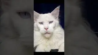 Голубоглазый мейн-кун😍