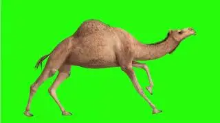 GREEN SCREEN CAMEL ANIMATED  HD  | FREE TO USE GRAPHICS ANIMATIONS | NO SOUND ON THE GREEN SCREEN