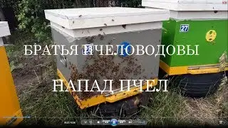 Напад пчел на безматочный отводок