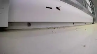 Wildbienen im Fensterrahmen, Schwarzwald, Mai 2023