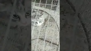 поймал дикого котенка