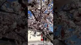 1мая. Город Орск. 28тепла.  Все дачники трудятся. Пчелки  тоже трудятся