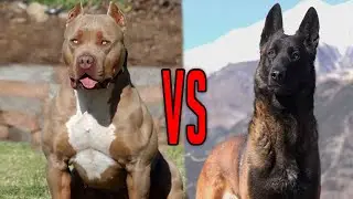 Belgian Malinois vs. Pit Bull: The Ultimate Showdown