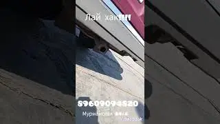 лайхак!!! мурманская 54к5 тел. 89609094820