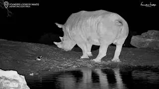 Drinks Served… With a Side of Rhino Pee!