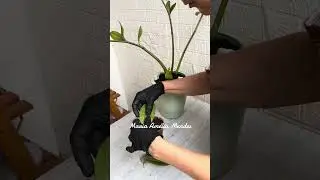 ZAMIOCULCA - how to make a cutting of this wonderful plant that attracts good energy 