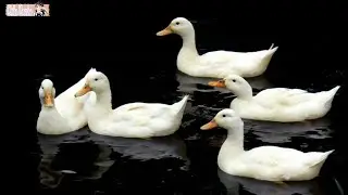 lagu potong bebek angsa 💕 lagu anak Indonesia populer