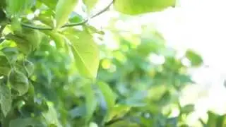 STOCK: Pan Over Lemon Tree