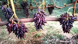 Original exotic looking raisins 