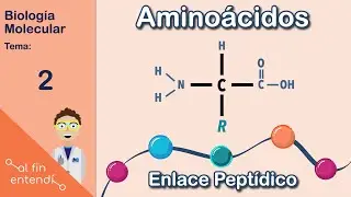 What are amino acids and how do they bond? I finally understand: Molecular Biology