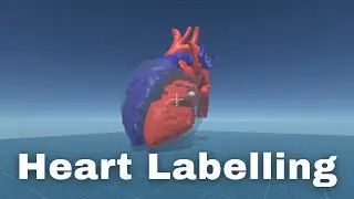 Heart Model Labelling (Portfolio Showcase)