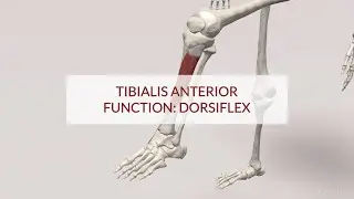 Tibialis Anterior Function: Dorsiflex (3D Animation)