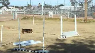 Wally CDX title run.wmv